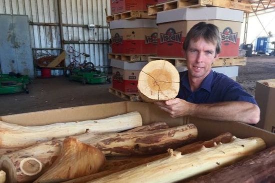 Decision to grow Indian sandalwood paying off for Ord Valley farmer